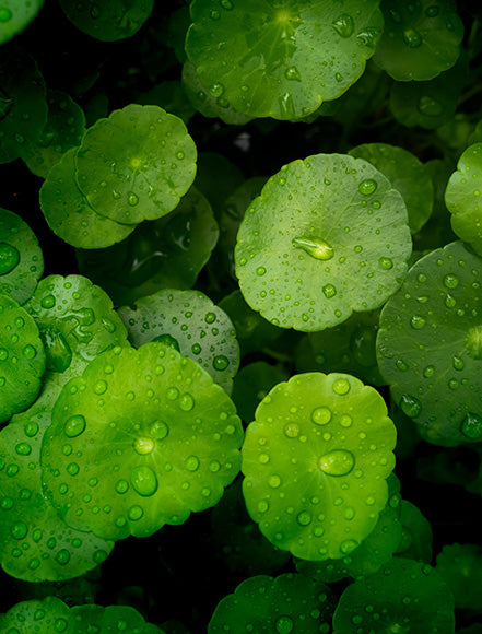 Centella Asiatica Extract