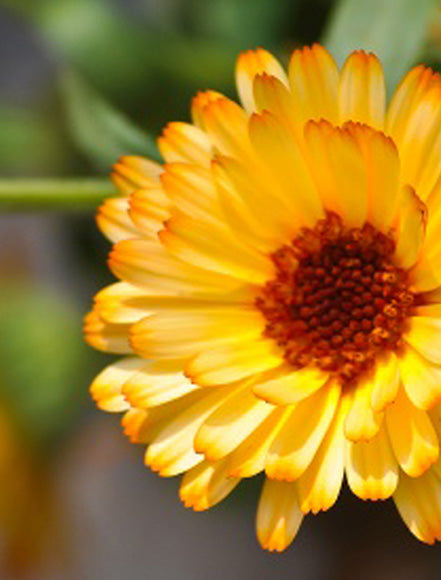 Calendula