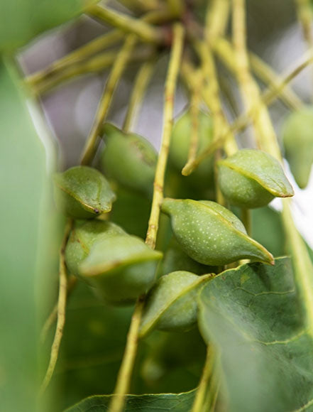 Kakadu Plum