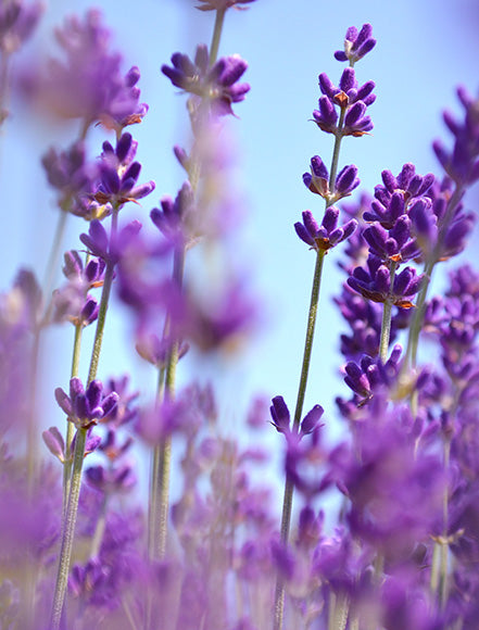 Lavender Oil