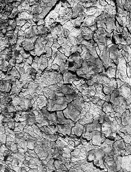 Mahogany Bark Extract