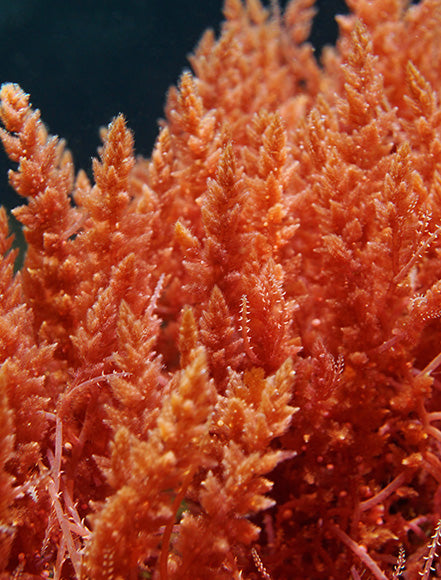 Marine Algae Extract
