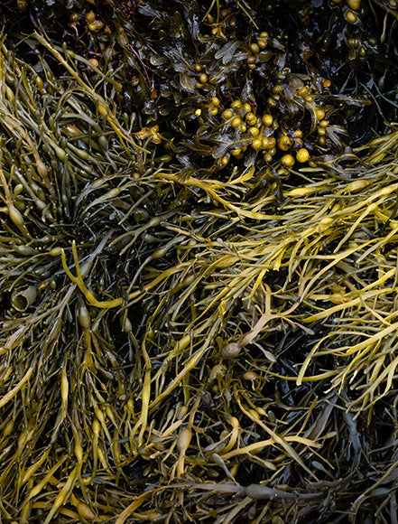 Seaweed Extract