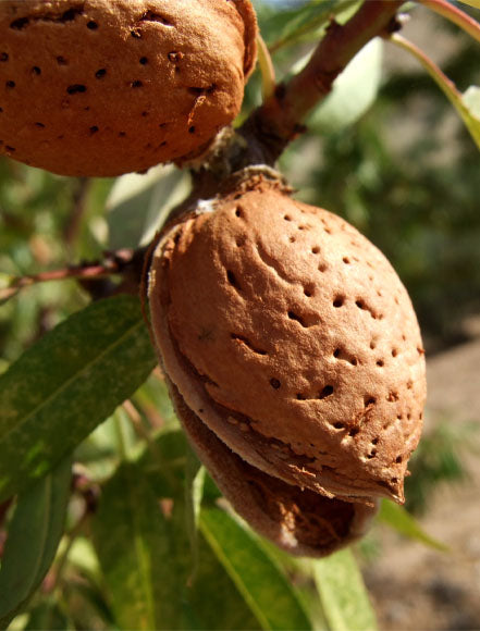 Almond