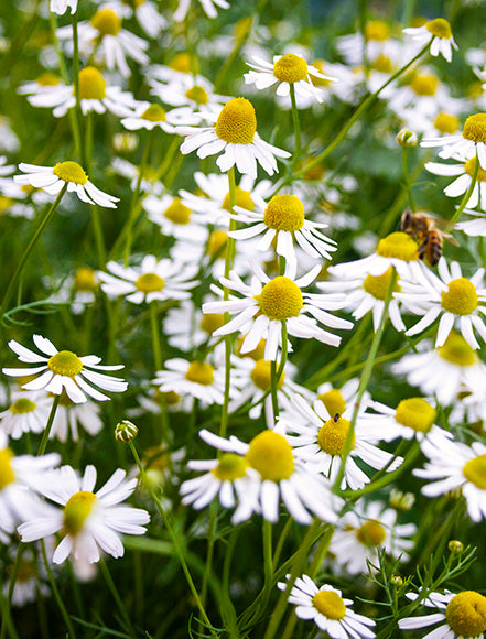 Chamomile