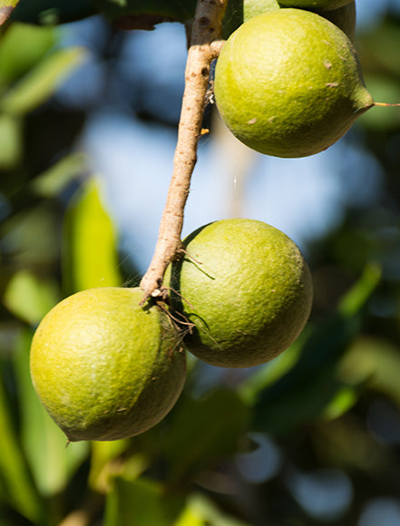 Macadamia Oil