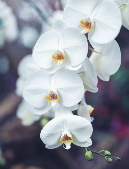 Orchid
