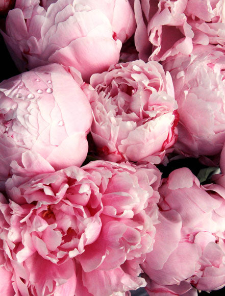 Peony