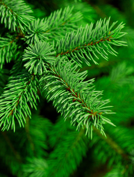 Fir-Needle